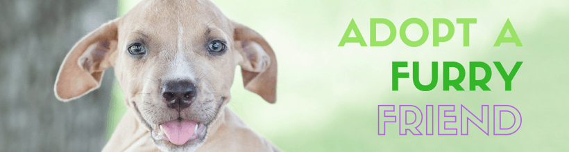 Adopt a Furry Friend (PNG)