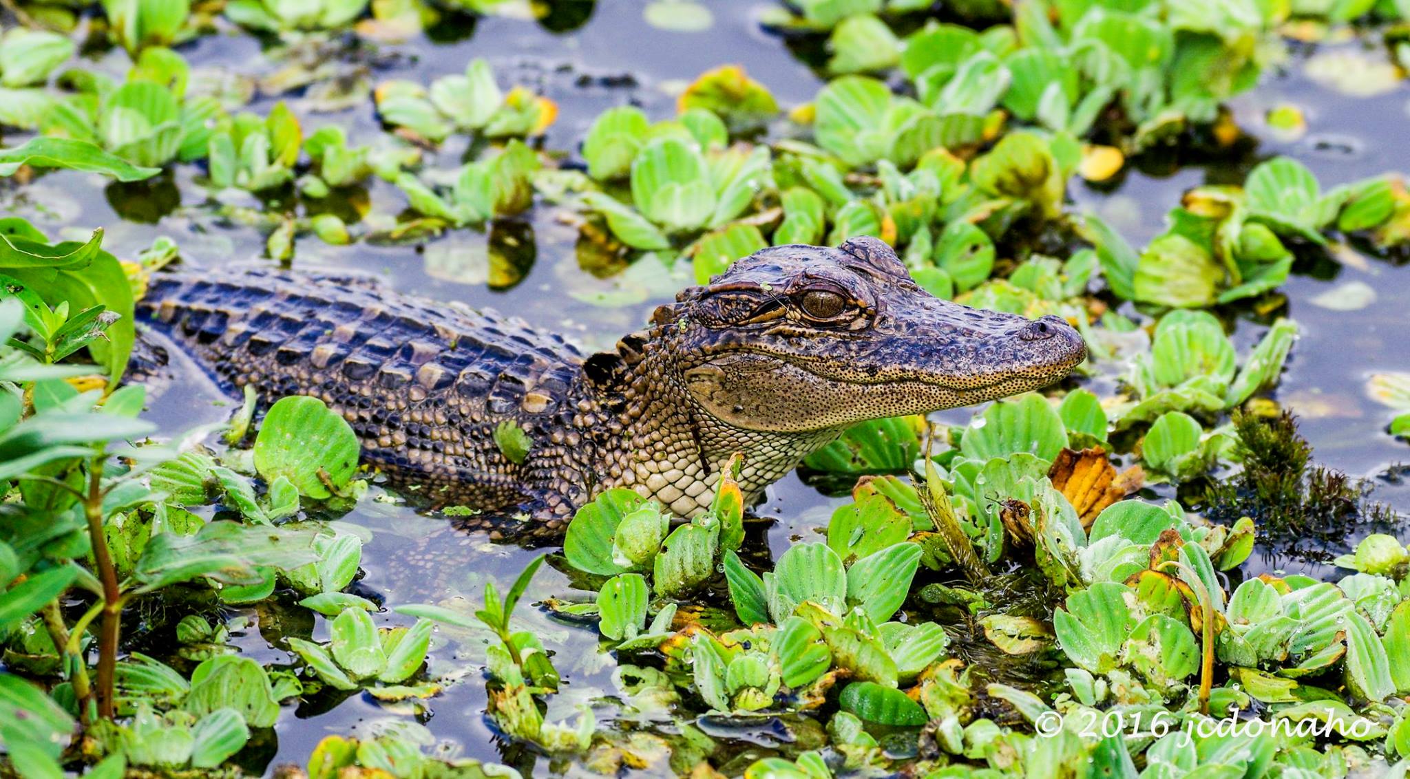 alligator at park